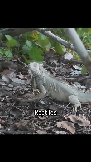 How the FIRST Reptiles Changed the World Forever