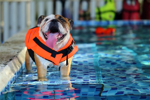 Swimming English Bulldog Is Impressing Everybody With His ‘Perfect’ Dive