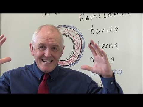 Blood Vessels 1, Arteries and veins