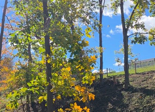 It's a gorgeous sunshine, blue-sky fall day. I finally got to see much more brilliant color here in Ohio Amish Country today. This is on a backroad that runs parallel to SR39 between Berlin Ohio and Walnut Creek, TR366. It's only several miles long and has areas like this where the trees form a canopy over the road. I love driving along this back road. JD | AmishLeben