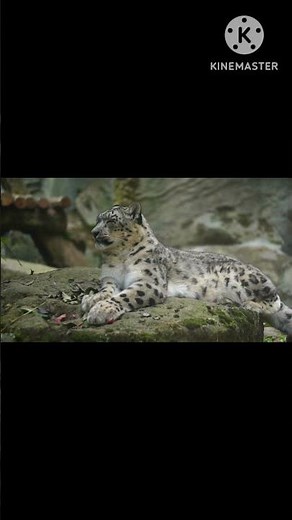 The Elusive Snow Leopard: Masters of the Mountain#snowleopard
