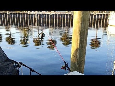 Florida Fish Farm harvesting with my new finger pointer Bobber