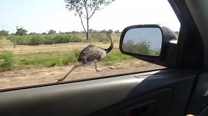 Une autruche court à 50 km/h