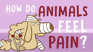 3.6M views · 40K reactions | We can identify and treat many types of pain — but is there any way for us to know how the animals around us experience pain? | TED-Ed | Facebook