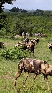 14K views · 238 reactions | Wild Dog Pack Roaming Amongst Zebras! | Wildlife Africa | Facebook