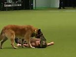 Dog performs adorable CPR routine at Crufts