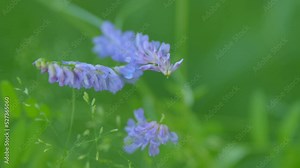 Cow vetch. Vicia cracca or tufted and bird, blue or boreal vetch, is a species of vetch native to europe and asia. Stock Video