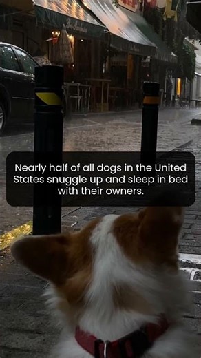 Science Reveals Why So Many Dogs Sleep Next to Humans