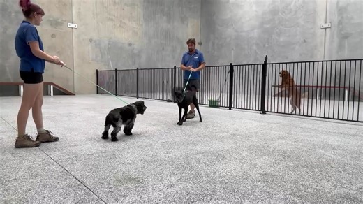 The Canine Classroom on Instagram: "This is Koda. He has been attending our Bootcamp program for dog reactivity at our Day Care and Training Facility in Hemmant. In this three-part video series, Koda is introduced to Ryan's dogs Onyx and Merlo. He initially shows some outbursts of reactivity, followed by some avoidance when that wasn't successful. As he starts to relax more, we see Koda starting to show some pushy behaviour: poking and jumping on top of Merlo and trying to pin him down. Having t