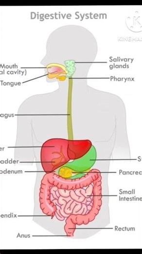 #music by digestive system and stomach internal parts