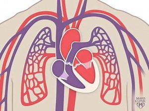 13K views · 18 reactions | How your heart working | Medical & Health | Facebook