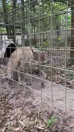 43K views · 1K reactions | #371 Nabisco Bobcat hanging out in the...