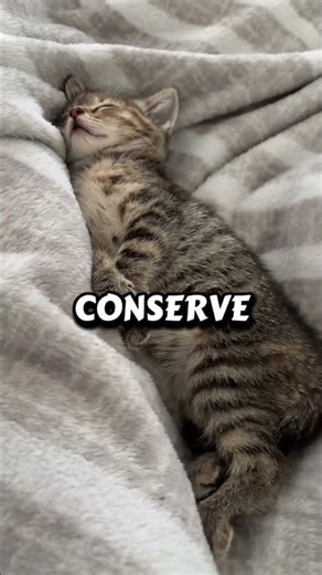 😱 Why Do Cats Sleep So Much?