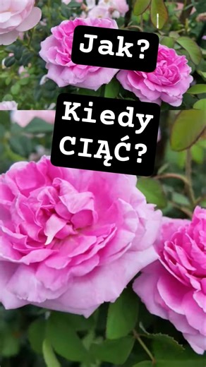KIEDY I JAK CIĄĆ RÓŻE?#roza #rose #ogrody #shorts