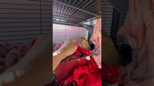 When Prairie Dogs Go on the Attack