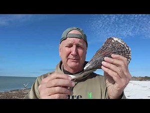 The most exclusive fabric in the world is made from threads of Pen Shells!