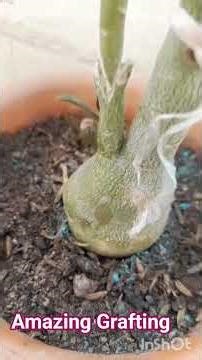 Adenium Grafting, It's unbelievable grafting for me