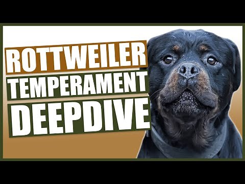 Everything You Need To Know - ROTTWEILER TEMPERAMENT