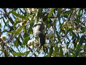 Six Honeyeater species foraging on mallee gum flowers Victoria, Australia 11 April 2025