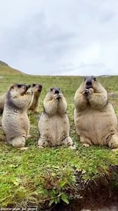 Animals Do the Cutest Unexpected Things