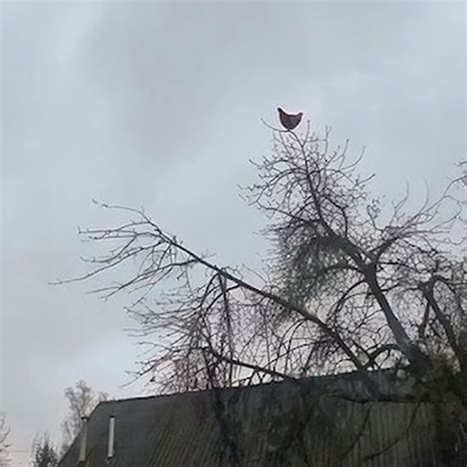 screaming chicken on the tree (loud) Minecraft Texture Pack