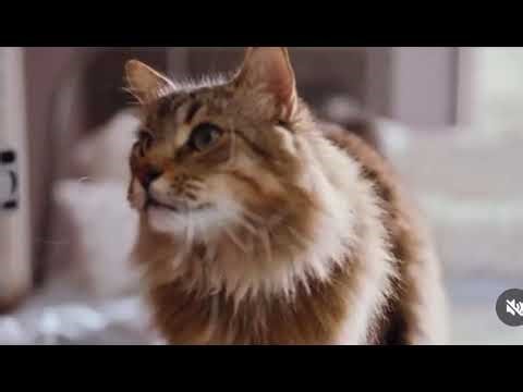 Fresh step commercial with Tonic