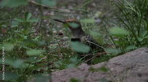 Flicker bird rummaging through grass