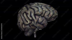 Rotten Human Brain - Isolated Spinning Loop - Alpha Channel Transparency - Realistic 3D Animation