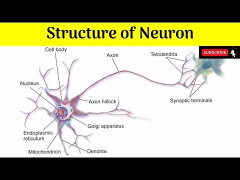 Structure of Neuron | Cell Body | Processes | Components | Functions | Chromatolysis