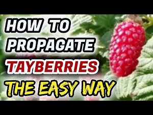 How To Propagate Tayberries : The Easy Way (100% Guaranteed Success)