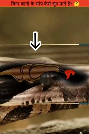 बिना कानों के सांप कैसे सुन पाते हैं?🤔|How snakes hears without ears?🤔 #shorts