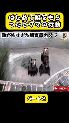 p2 #癒し動画 #ライブ映像 #動物の赤ちゃん #可愛い動物 #動物のいる暮らし #動物園 #動物動画