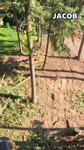 Efficient Tree Service Timelapse with Heavy Equipment