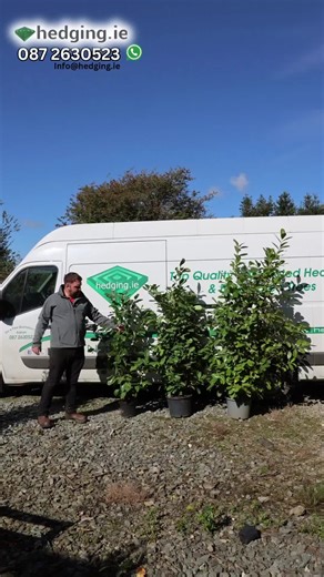 Hedging.ie | Supplier | EIRE (@hedging.ie)’s videos with original sound - Hedging.ie | Supplier | EIRE