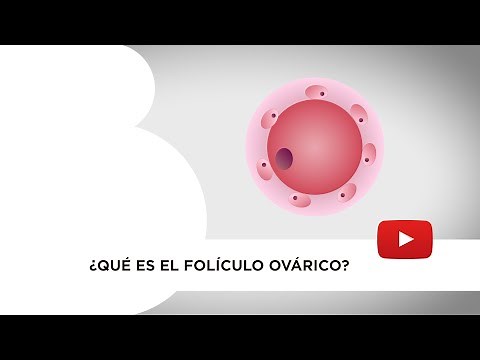 Qué es el folículo ovárico. Cuál es su función y cómo se comporta