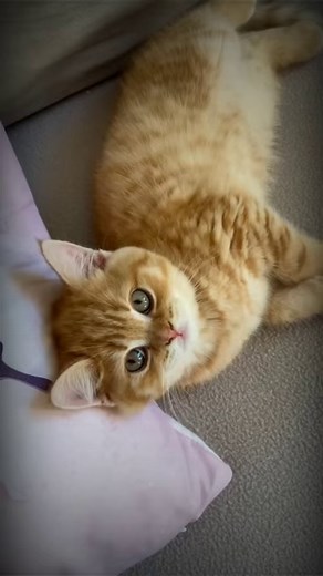 9.9K reactions · 2.7K shares | CARA FOTOKOPI WARNA BOLAK-BALIK DI PRINTER #belajarkomputer #tipslaptop #belajarmsword #belajarmsexcel #pemula #fypシ #fyp #laptop #trikandtips #belajarlaptop https://s.shopee.co.id/1fy7kx7E1M | David Evolution | Facebook