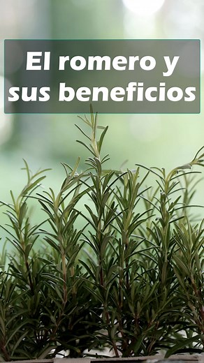 2.5M views · 80K reactions | El romero y sus beneficios | Diabetes Tipo 2 | Facebook