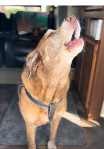 Fun Howling Dog Reactions That Will Make You Smile