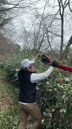 【スッキリに‼️】公園の伸び伸びのカシ垣根の剪定🤩それにしてもトリマーの威力はすごい😍あっという間にきれいに😻 #剪定 #ボランティア活動