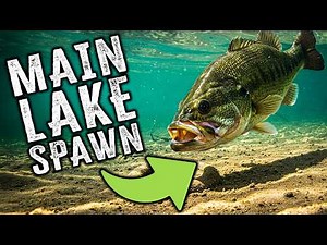 Think BIG Bass Spawn In Shallow Water? Think Again!