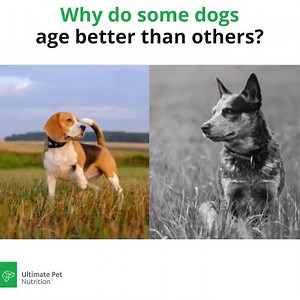 436 reactions · 198 shares | Want to naturally improve a dog's...