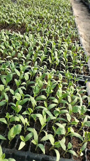 37K views · 313 reactions | پنیری کیسی لگی کمنٹ میں بتائیں ۔۔۔ Not for sale... #agriculture #management #technology #information #farming #moonagro | MOON AGRO FARM | Facebook