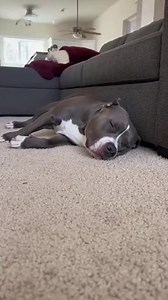 🎭 Peanut’s Dracula Prank Sends Titan Screaming to the Couch!😂 (2) | Never Give Up