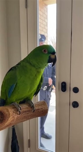 Parrot Yells at Officers 🦜 #angryparrot #viralshorts #parrot #angrybirds