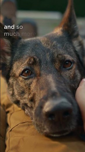 Joint Supplements for Dogs #PurinaProPlan #VetSupplements #Shorts