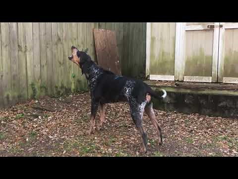 Bluetick Coonhound Baying