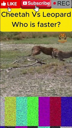 Cheetah vs Leopard Speed Test | Fastest Savannah Predators #SpeedTest #CheetahSpeed #LeopardSpeed