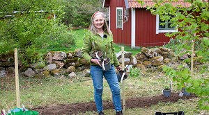 Plantera och odla hallon – lyckas få mycket bär