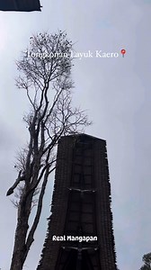 Pohon sendana tumbuh besar didepan Tongkonan | Real Mangapan