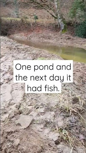 Making a pond with mini digger - A little run off stream made into a big wildlife pond.